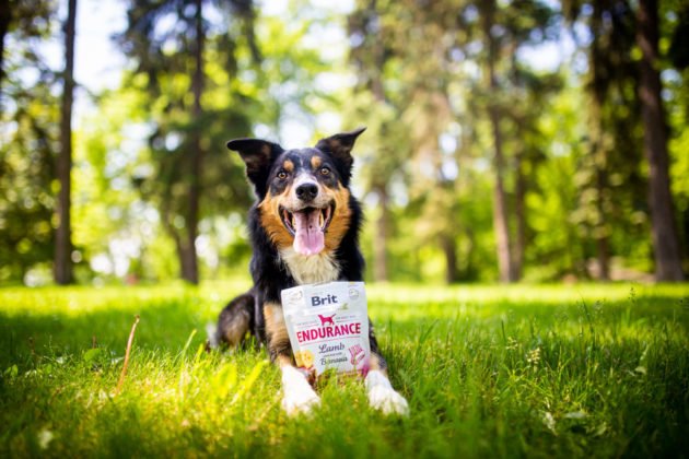 Nové pamlsky Brit Functional Snack pomáhají zlepšit zdraví psů