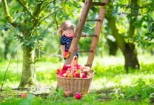 malá dívka sbírá jablka