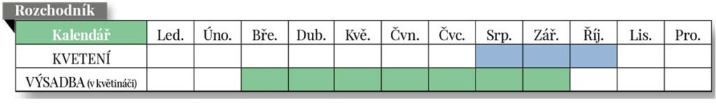 kalendář kvetení a výsadby rozchodníku