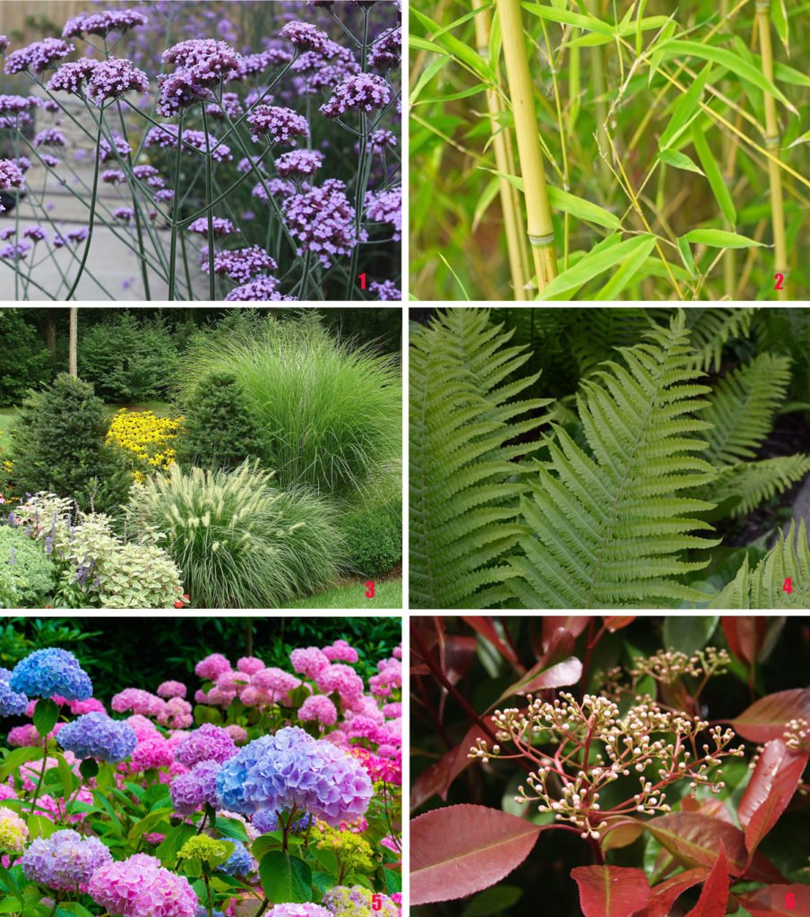 rostliny vhodné pro moderní zahradu