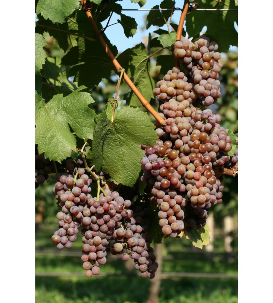 odrůda viniče Rizling rituál