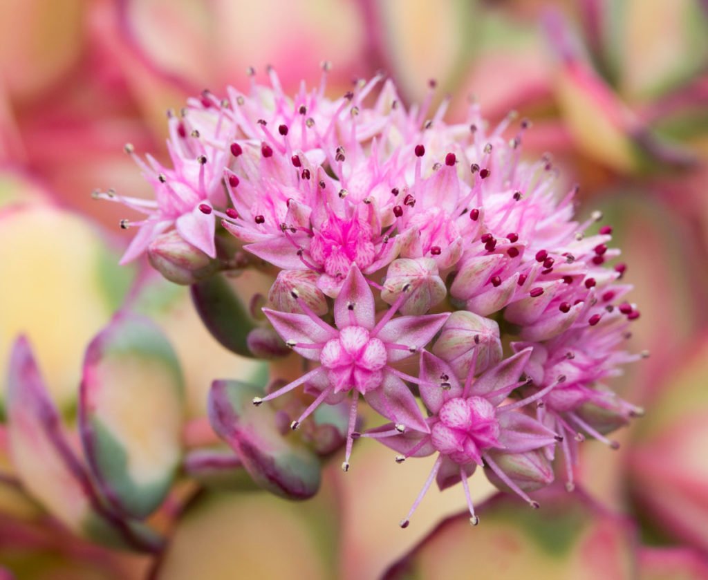 růžový rozchodník Sedum sieboldii