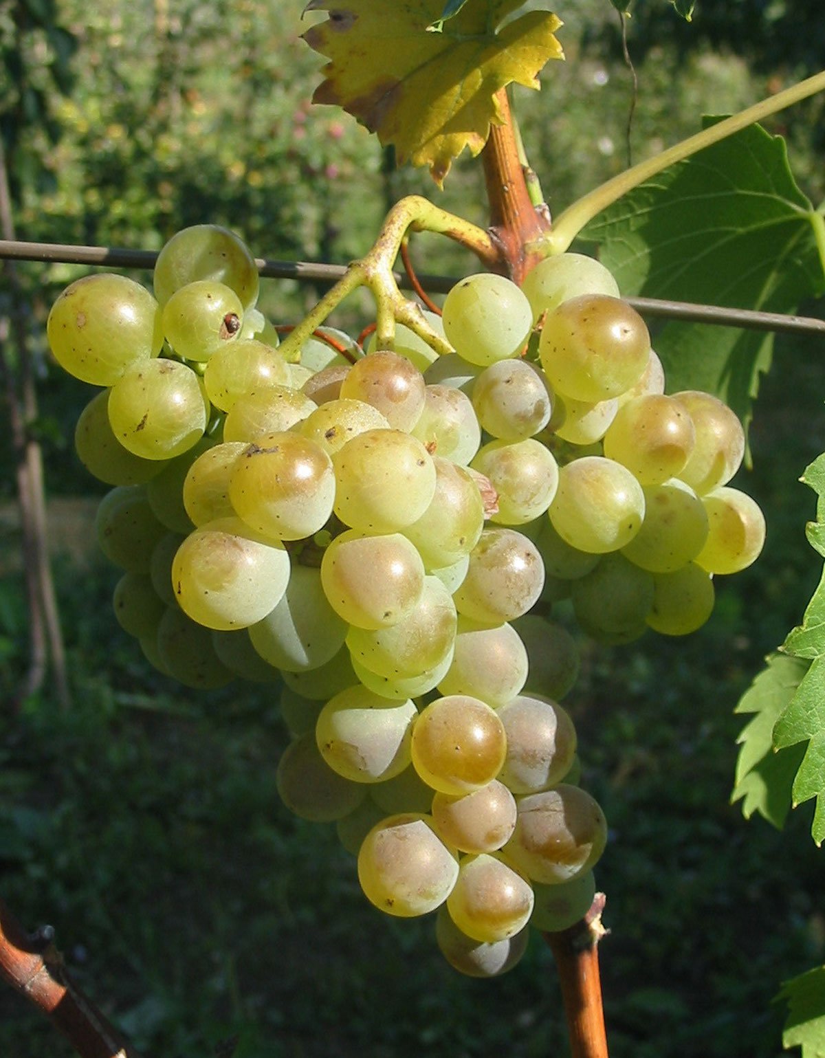 odrůda viniče Chrupka bílá