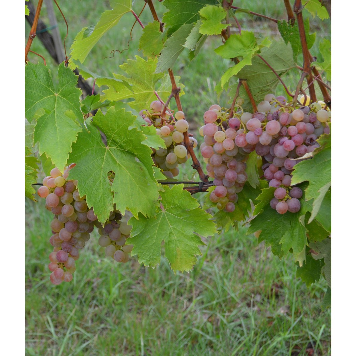 odrůda viniče Purpur