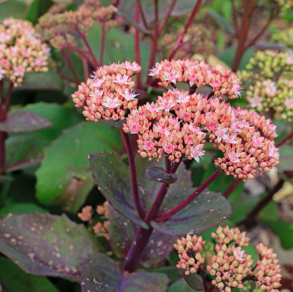 rozchodník světle růžové barvy odrůda Sedum telephium ,Matrona’