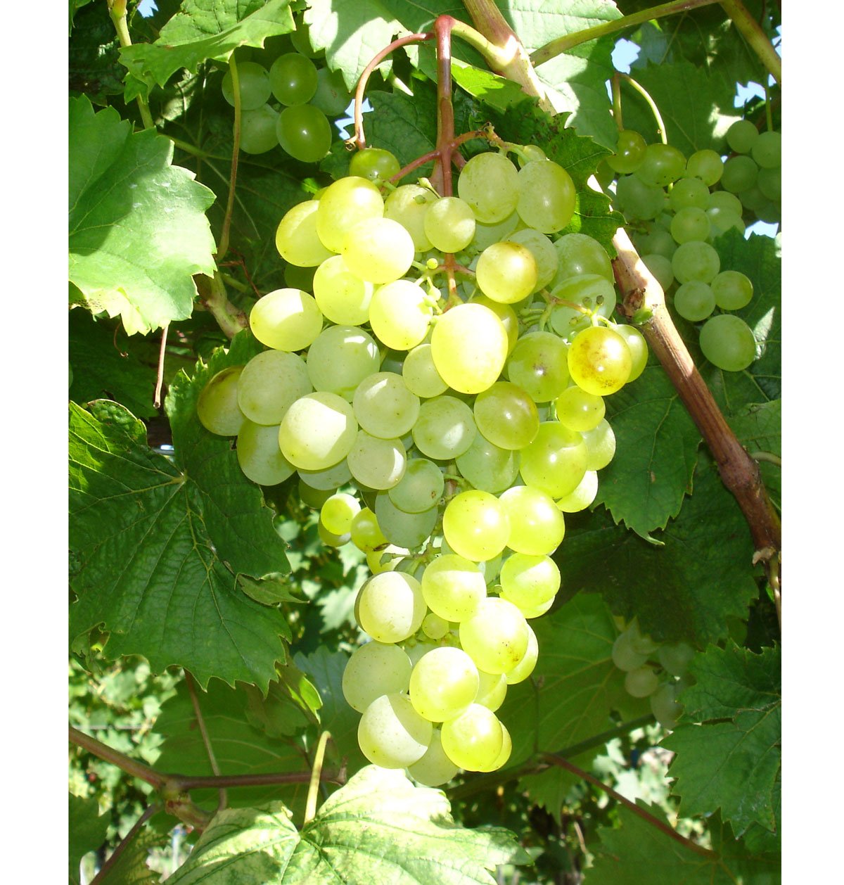 odrůda viniče Zala gyonge