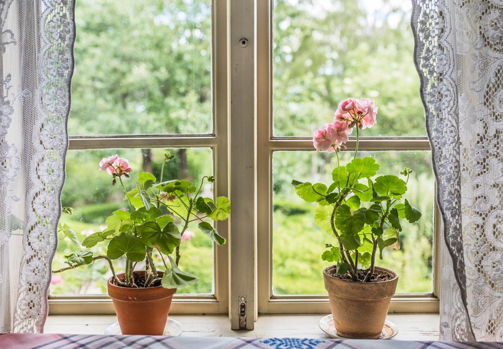 muškáty v květináčích na okně