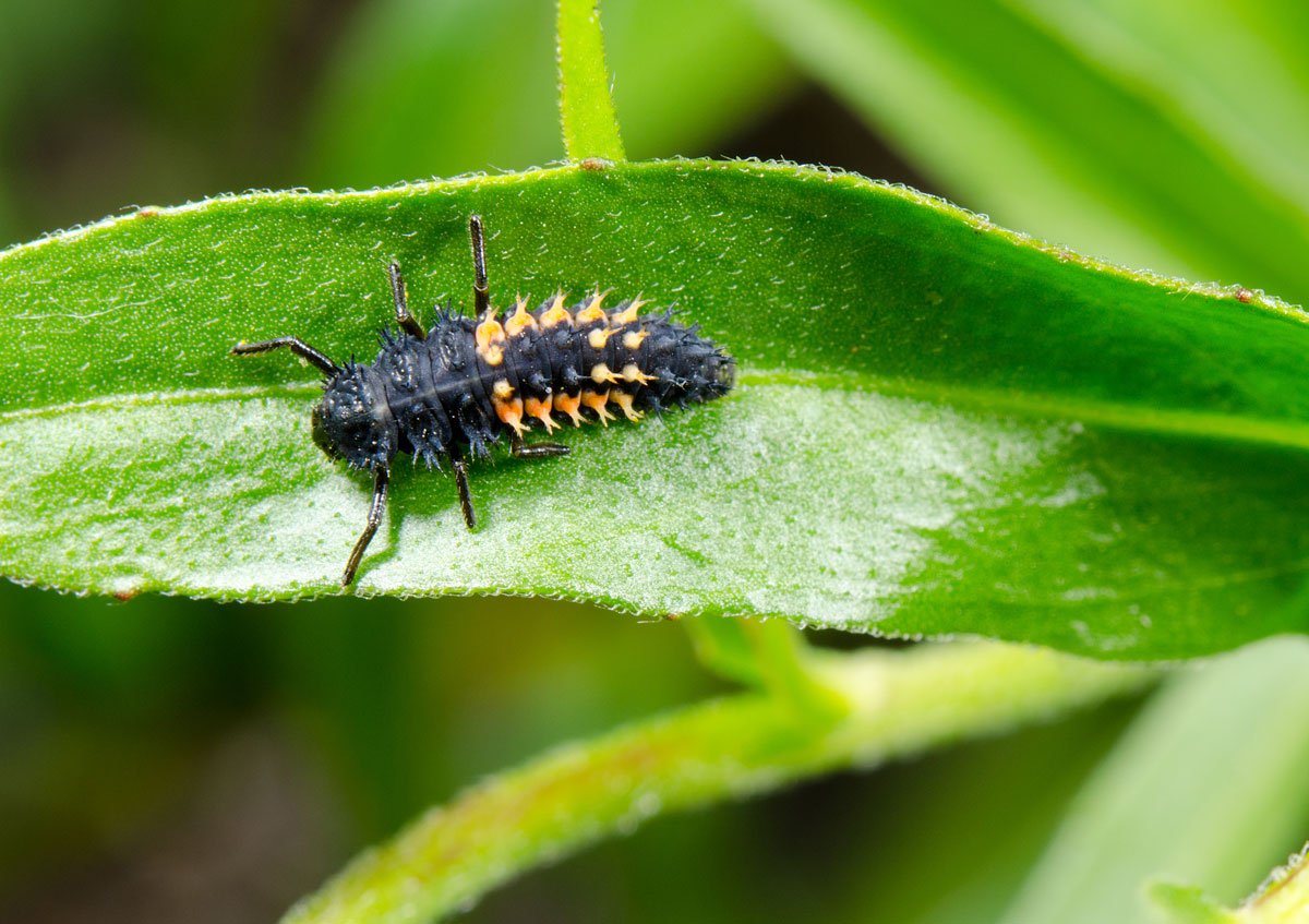 larva berušky