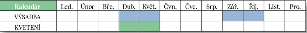 kalendář výsadby a květení jedle
