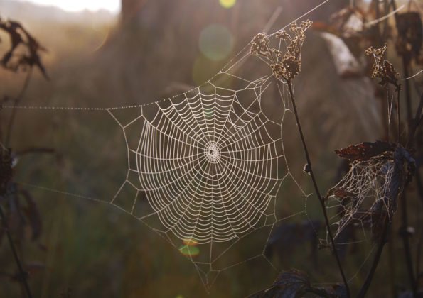 Nebojte se pavouků. Zbaví vás přemnožených škůdců