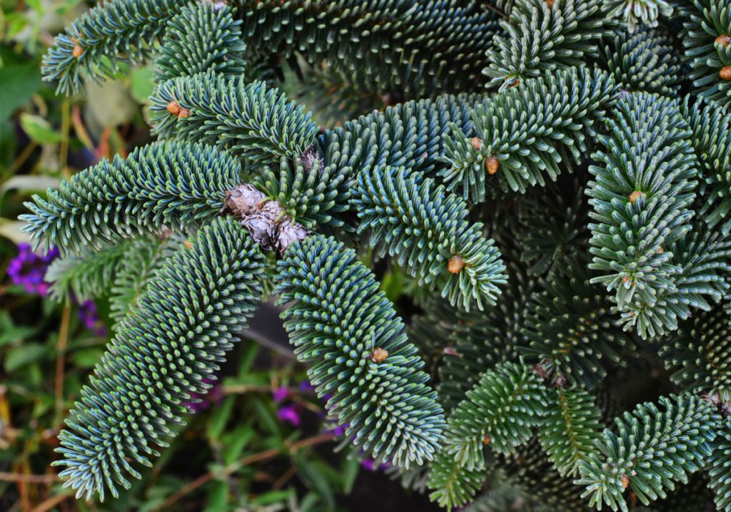 kultivar jedle Abies pinsapo "Glauca"