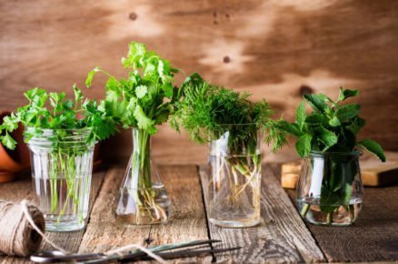 Jak pěstovat bylinky doma či na zahradě: různé druhy bylinek v nádobách s vodou