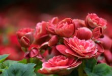 Předpěstování begónií: begónie v růžové barvě