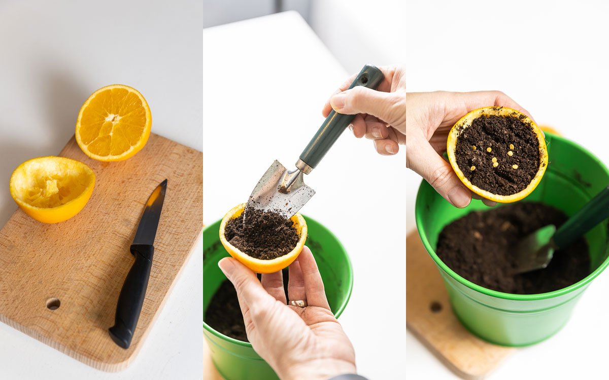 Kam vysít semínka: předpěstování sazenic v kůre ze citrusů