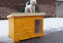 pes stojí na své zateplené boudě