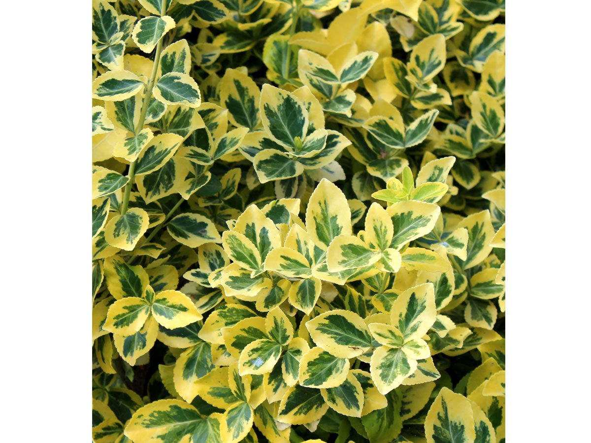 Jak pěstovat brslen: Euonymus fortunei "Emerald gold"