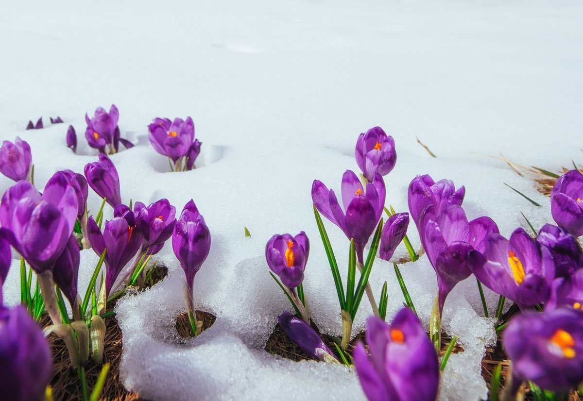 První jarní květiny v zahradě: fialový krokus