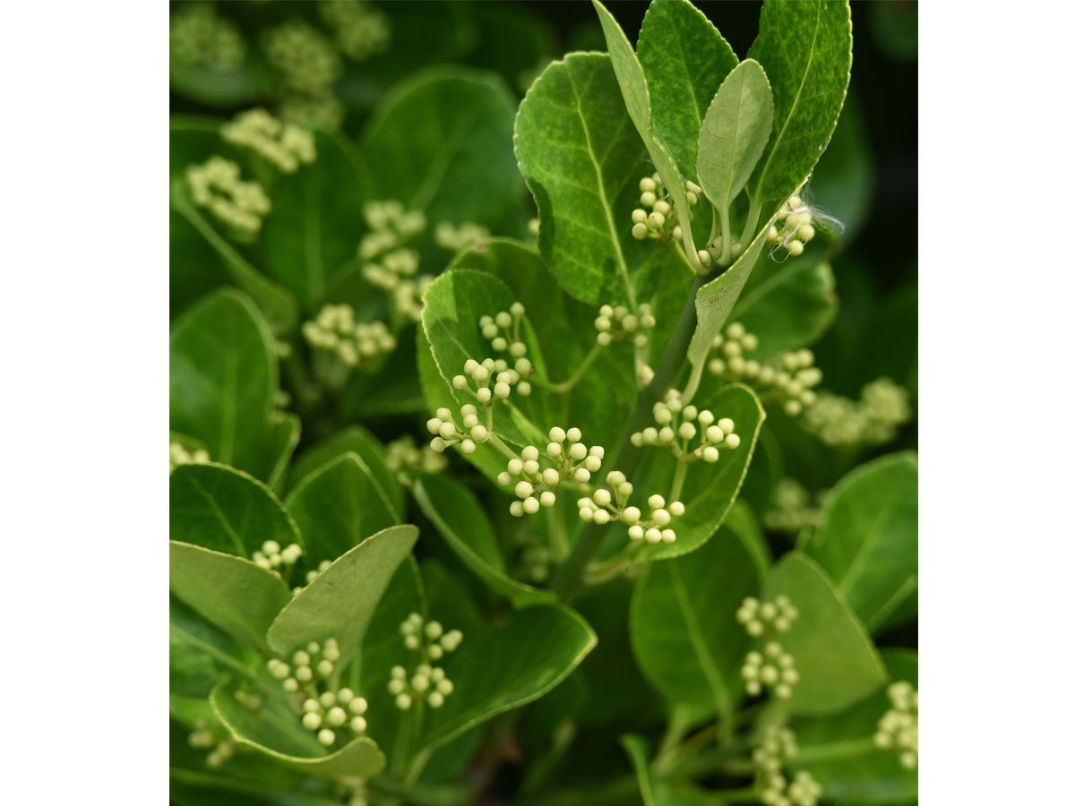 Jak pěstovat brslen: euonymus japonicus