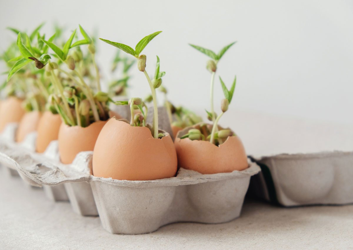 Kam vysít semínka: předpěstování sazenic ve vaječné skořápce
