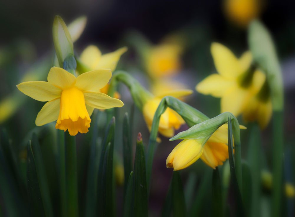 Symbol jara, jak pěstovat narcisy