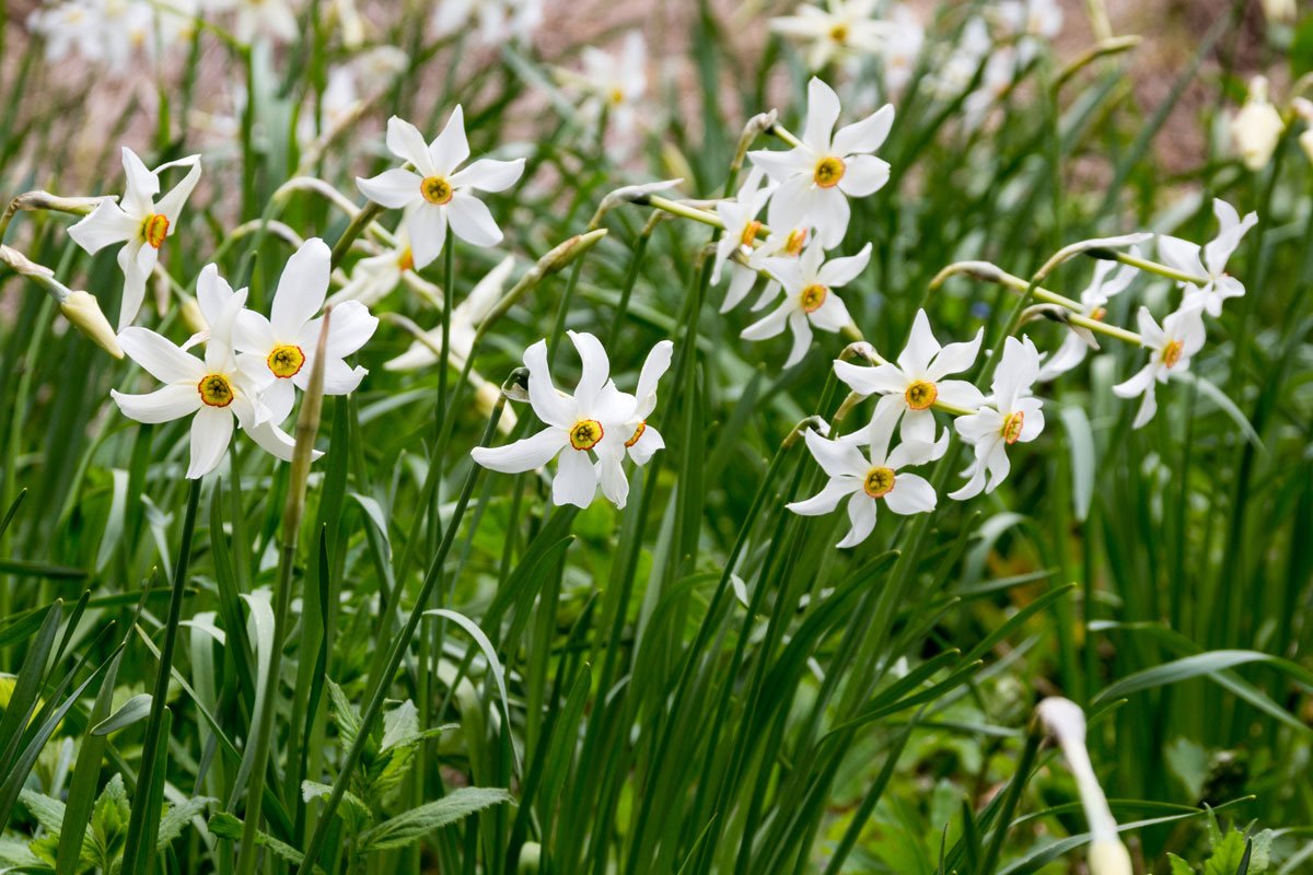 Odrůda narcisu Narcissus poeticus