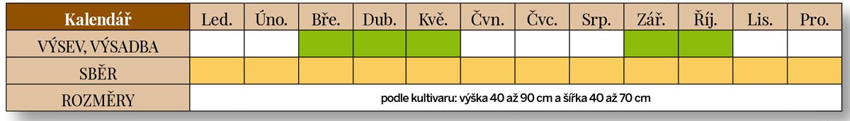 Výsadba a sběr šalvěje