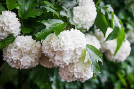 Kalina Viburnum opulus Roseum