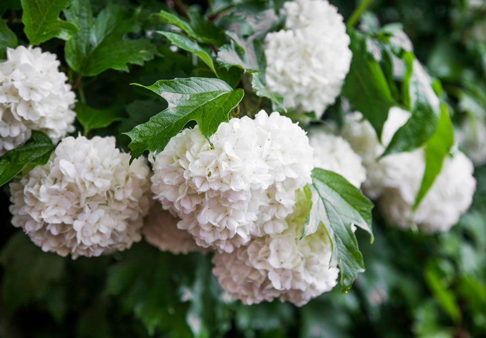 Kalina Viburnum opulus Roseum