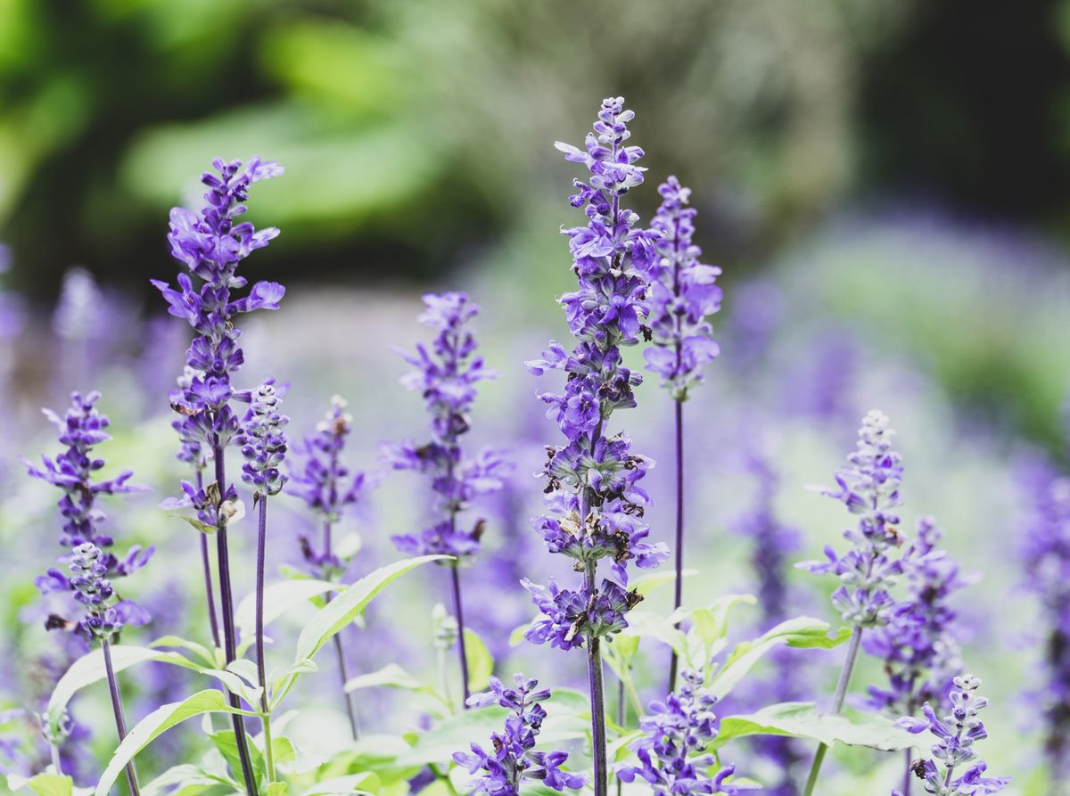 Pěstování šalvěje a její využití: fialový květ šalvěje