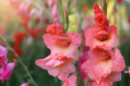 Jak vysadit gladioly v květnu: rozkvetlé gladioly