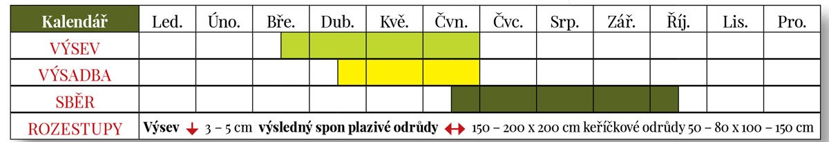 Výsev, výsadba a sběr cukety