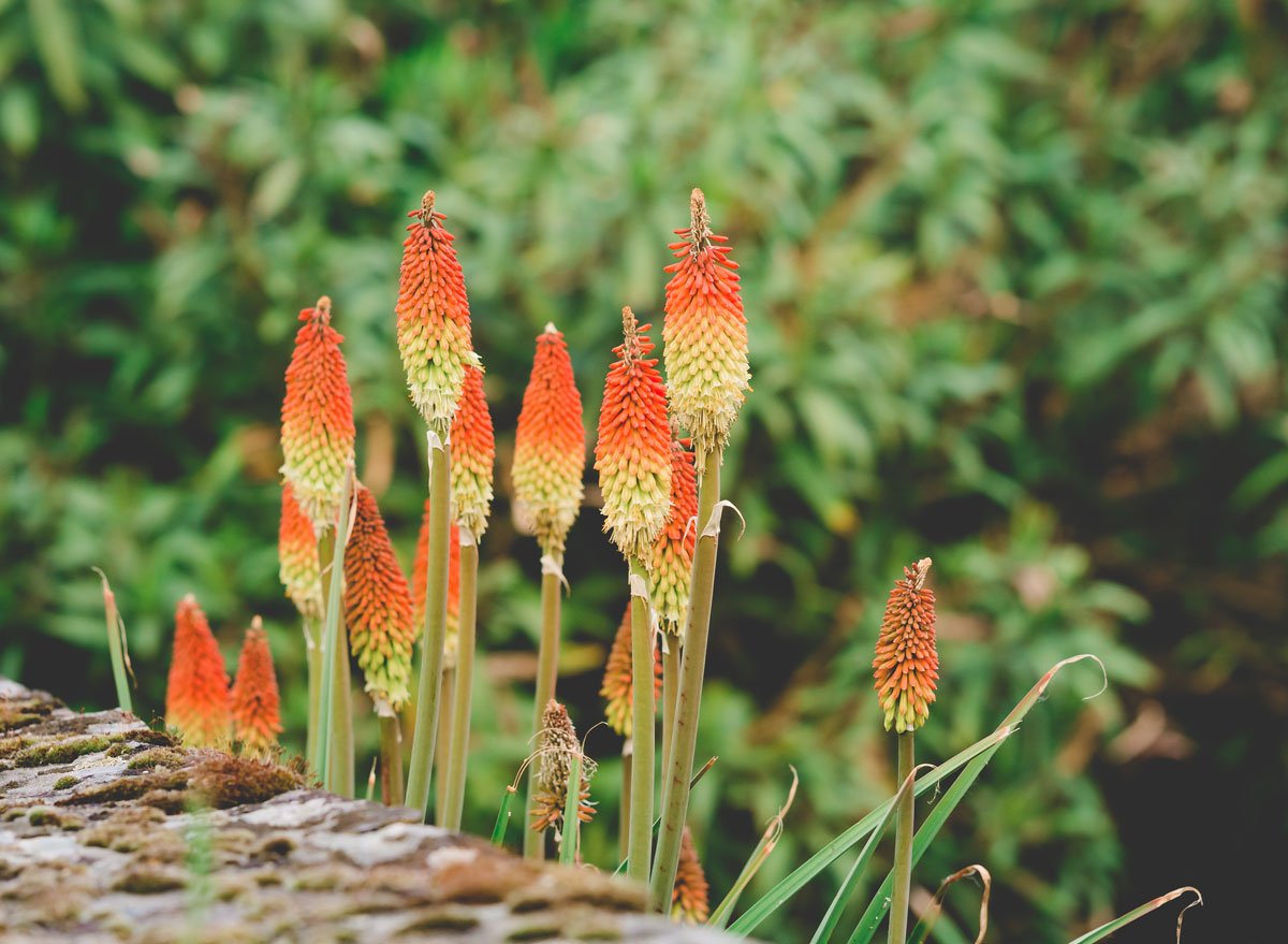 Rostliny vhodné na plné slunce: Kniphofia