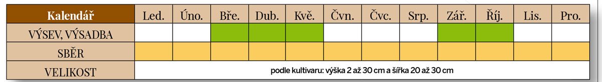 Výsadba a sběr tymiánu