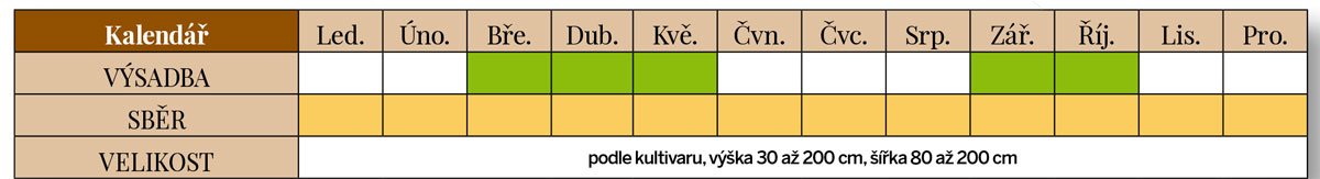 Sběr a výsadba rozmarýnu