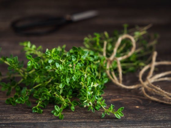 Pěstujeme tymián, klíčovou bylinku takzvané „bouquet garni“