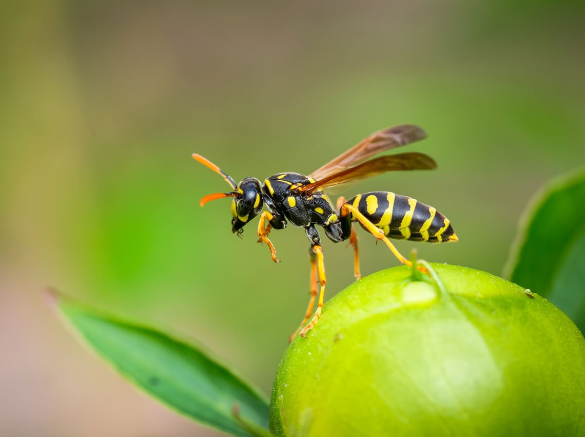 Boj proti škůdcům pomocí hmyzu: vosa