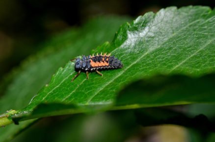 Boj proti škůdcům pomocí hmyzu: larva slunéčka