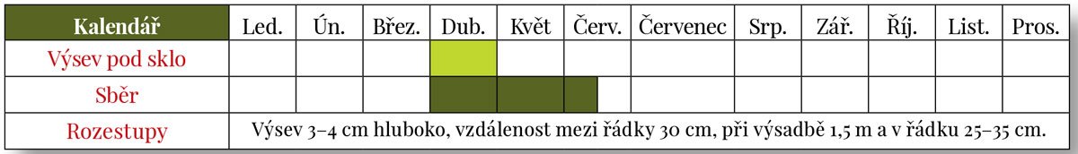 Výsev a sběr chřestu