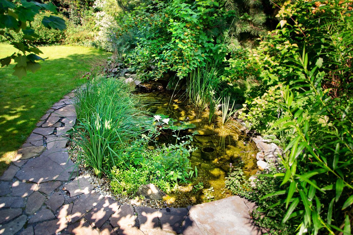 Zahradní jezírko s vodními rostlinami a chodníčkem z přírodního kamene.