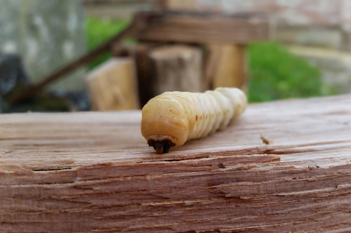 brouci v zahradách: larva tesaříka