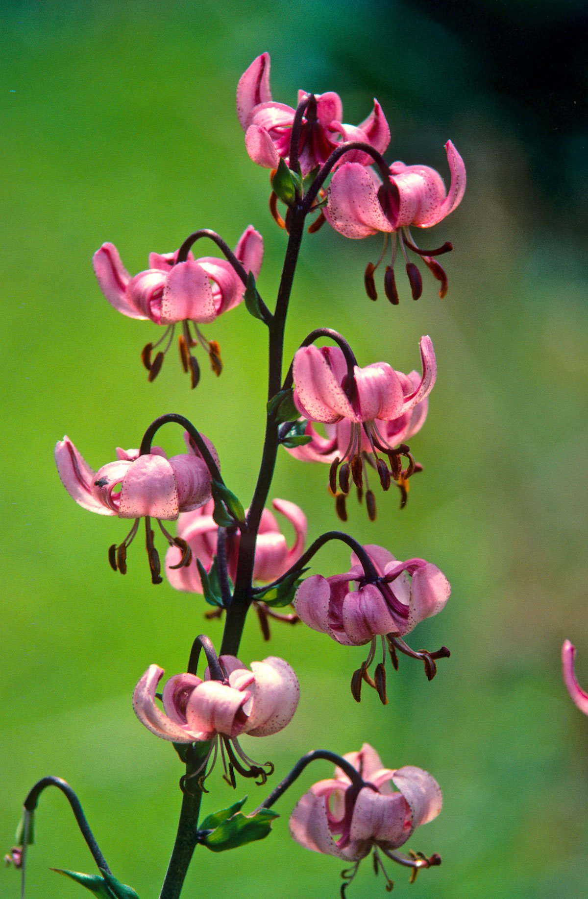 růžová lilie Lilium martagon