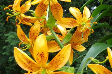 žlutá lilie Lilium hansonii