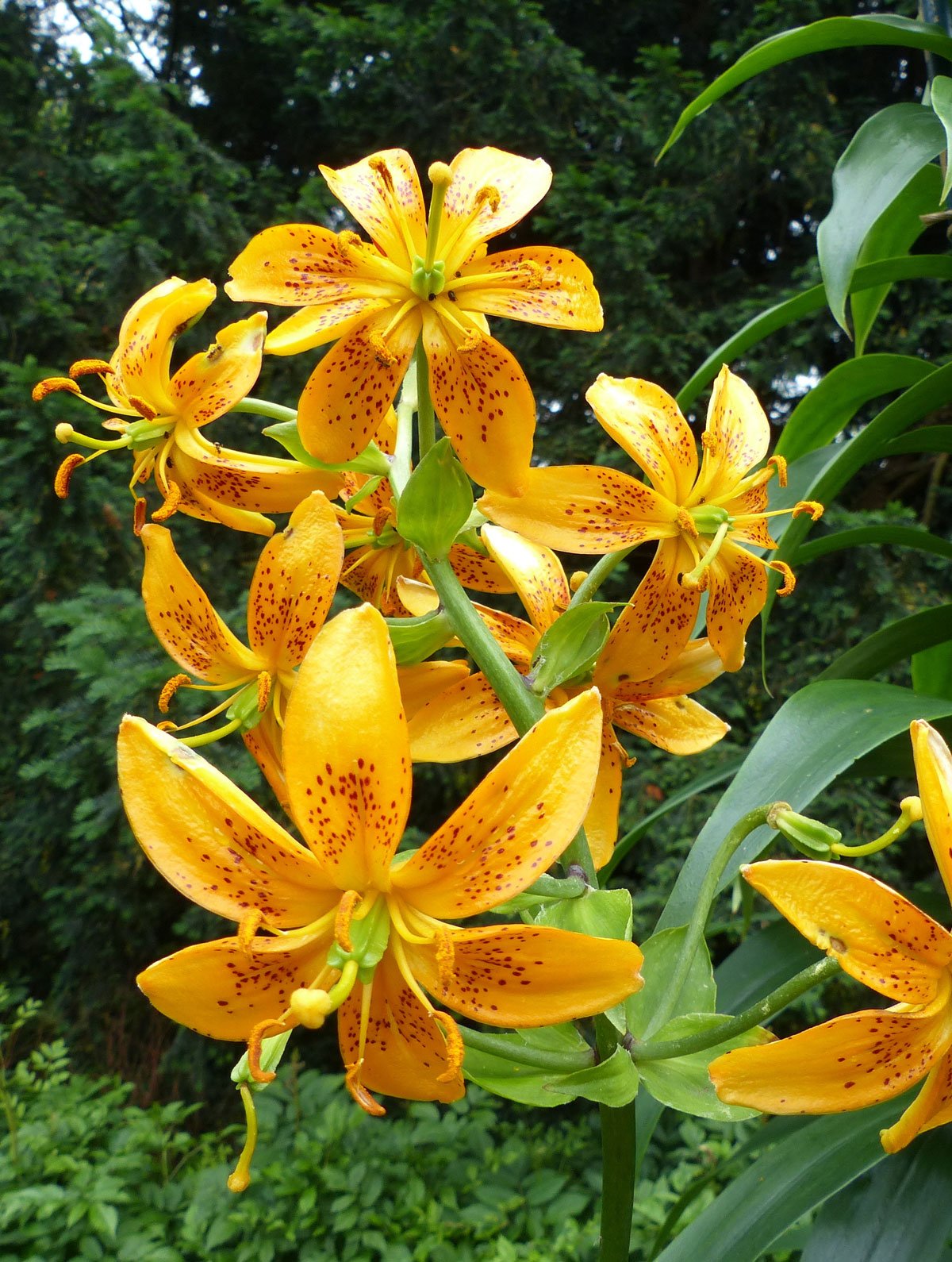 žlutá lilie Lilium hansonii