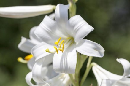 bílá lilie Lilium candidum