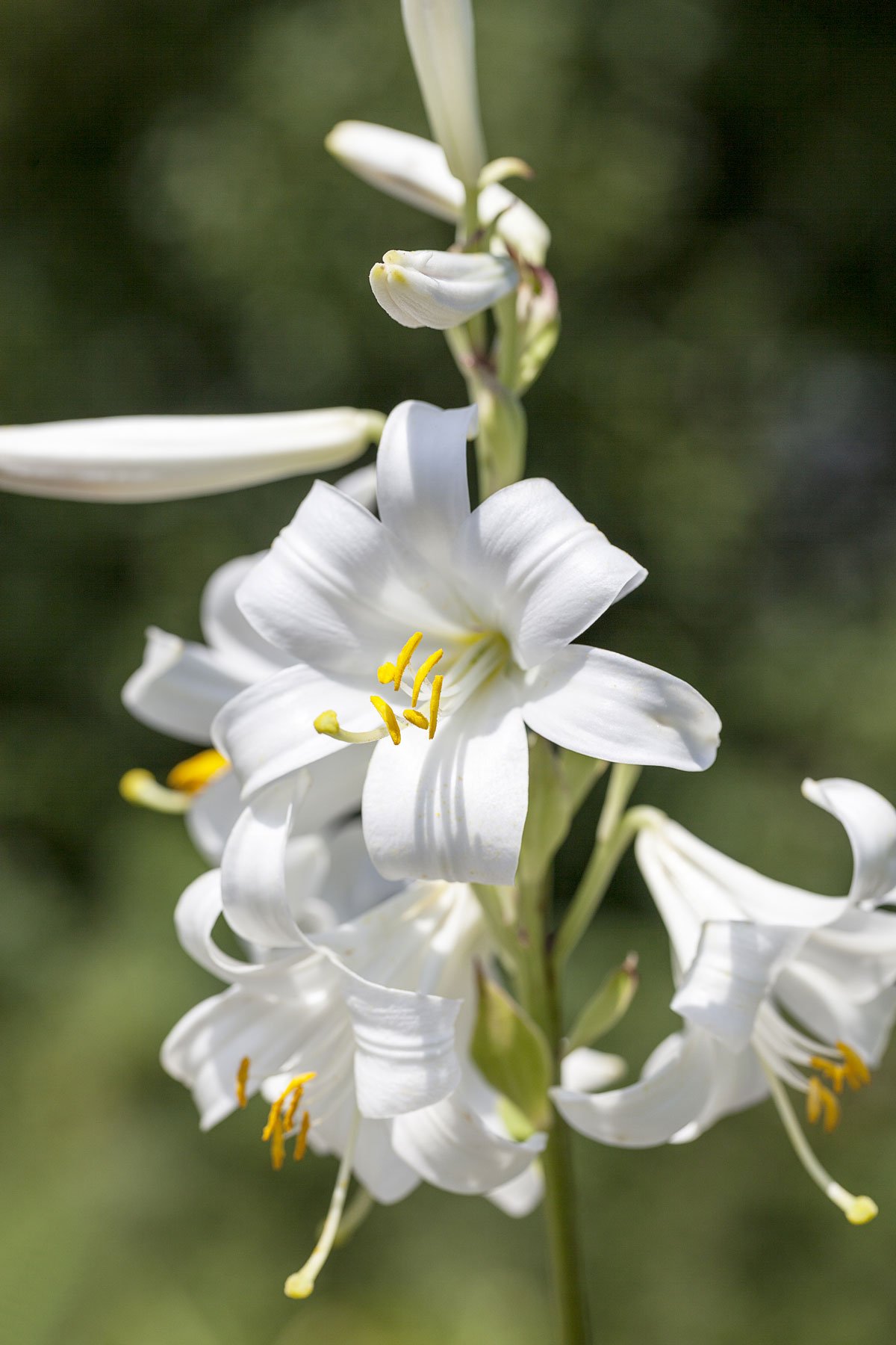 bílá lilie Lilium candidum