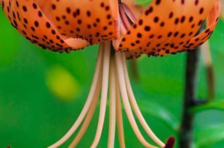 oranžová lilie Lilium lancifolium