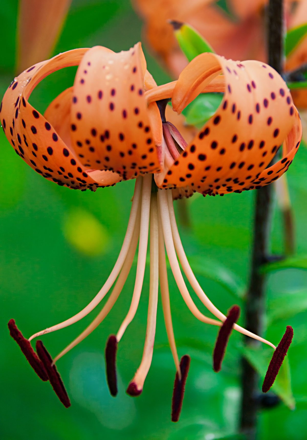 oranžová lilie Lilium lancifolium