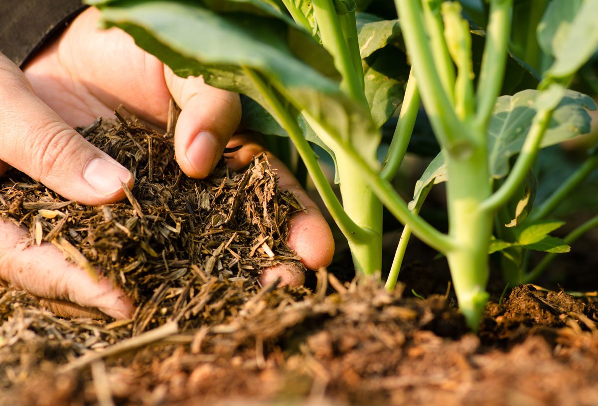 Vyživování zeleniny pomocí kompostu pro bohatší úrodu.