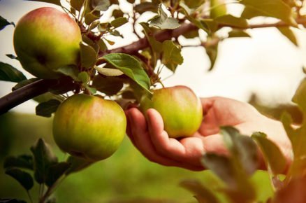 Jak správně sbírat jablka