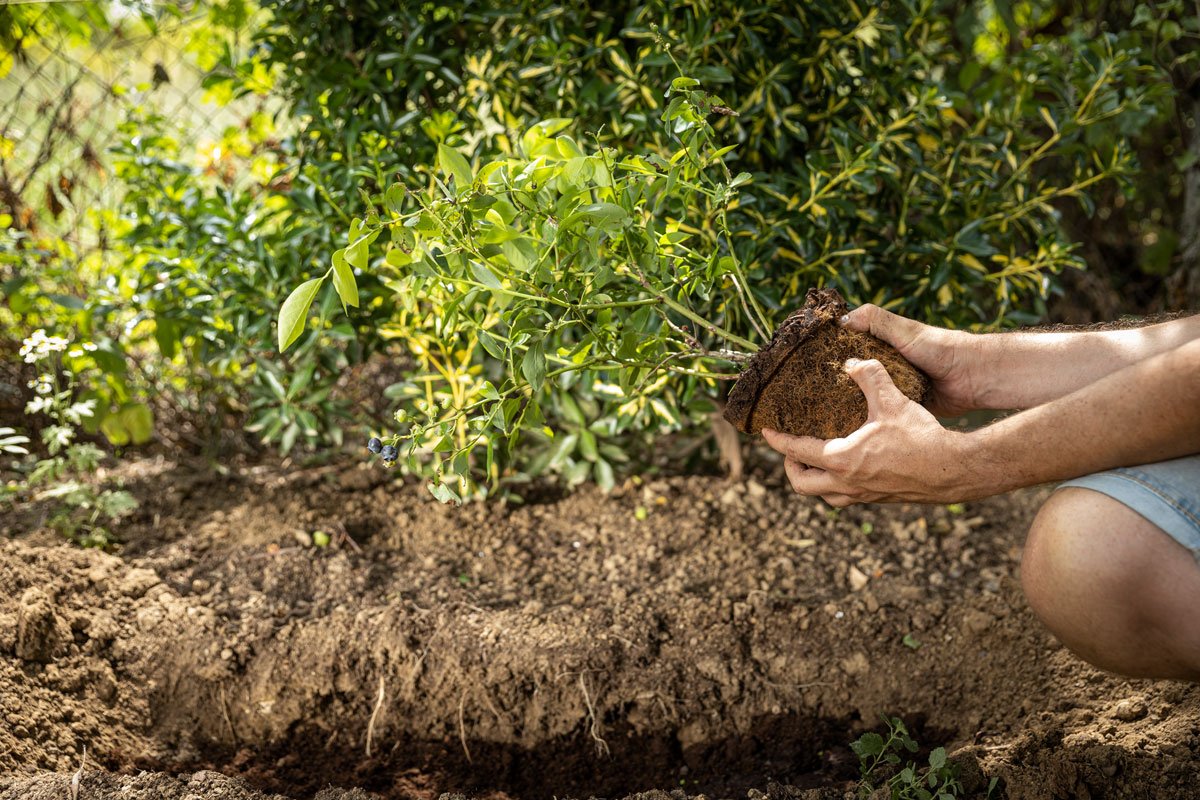 jak vysadit borůvky: vysazování borůvek s neporušeným kořenovým balem